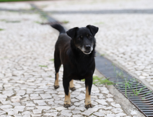 Feira de adoção leva cães e gatos à Praça Nereu Ramos neste sábado