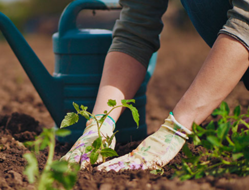 Prefeitura de Sombrio oferece curso gratuito de jardinagem no CRAS