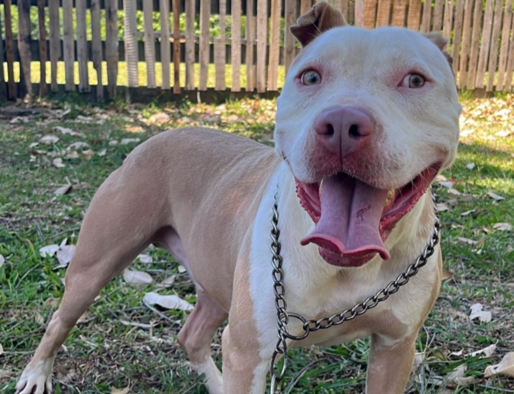 Criciúma oferece castração gratuita para pit bulls