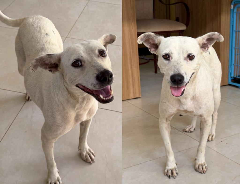 Cadela vítima de maus-tratos é resgatada e aguarda adoção em Criciúma