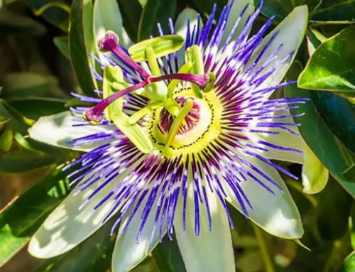 Chá de passiflora ganha espaço como aliado natural do sono