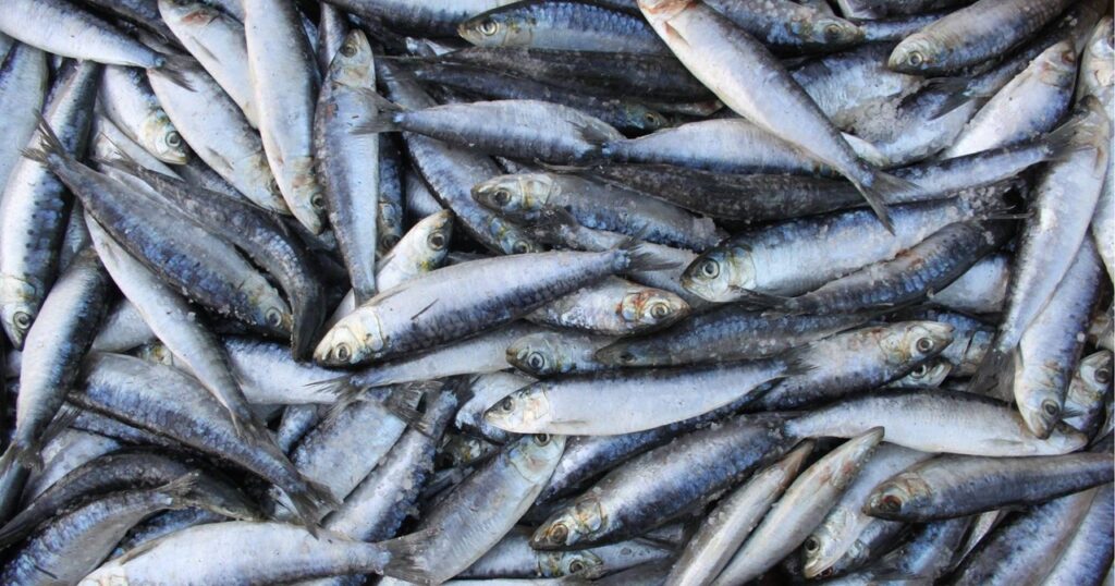 Distribuição gratuita de 2 toneladas de sardinha será promovida por município de SC