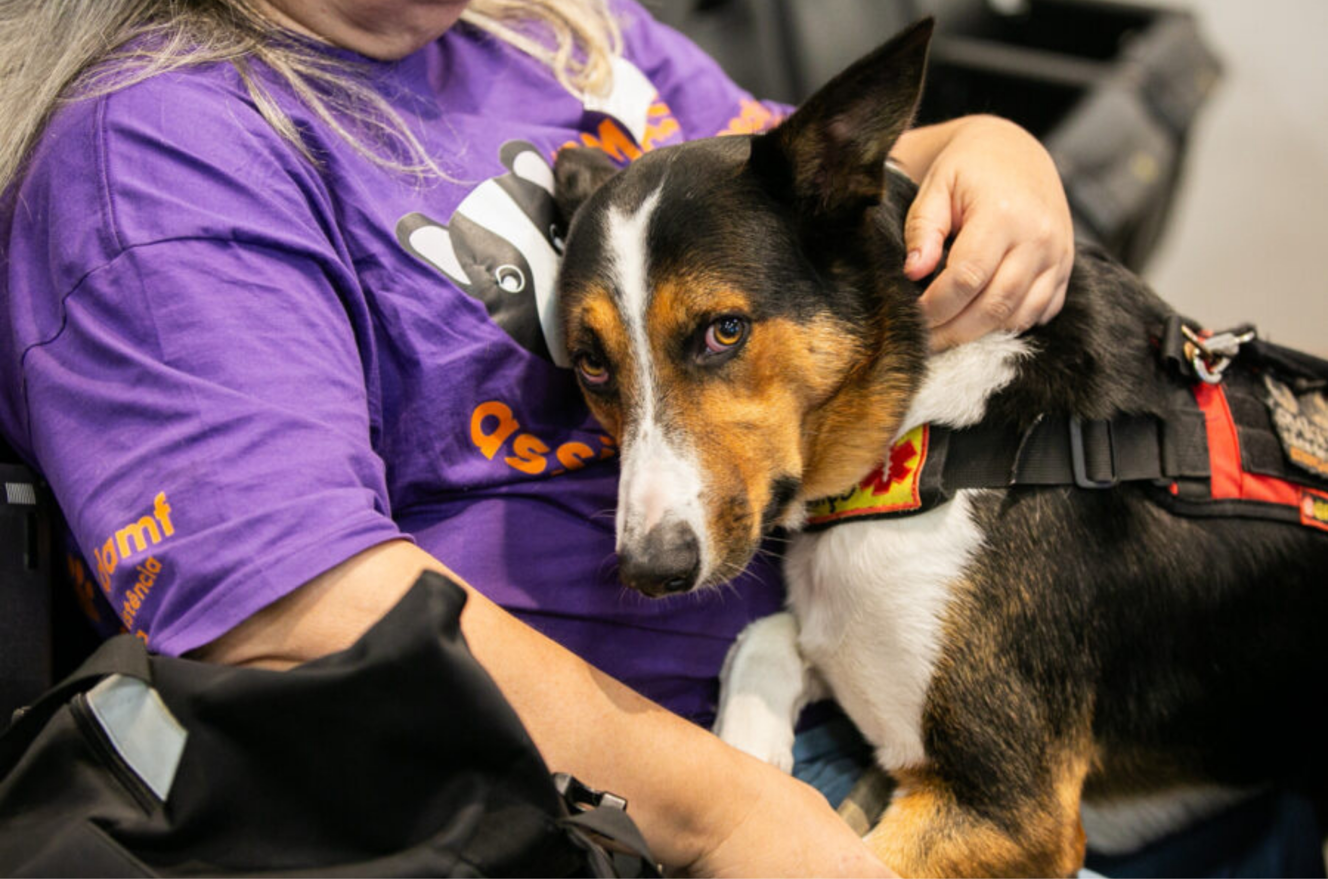 Alesc avança com programa estadual de apoio à proteção animal