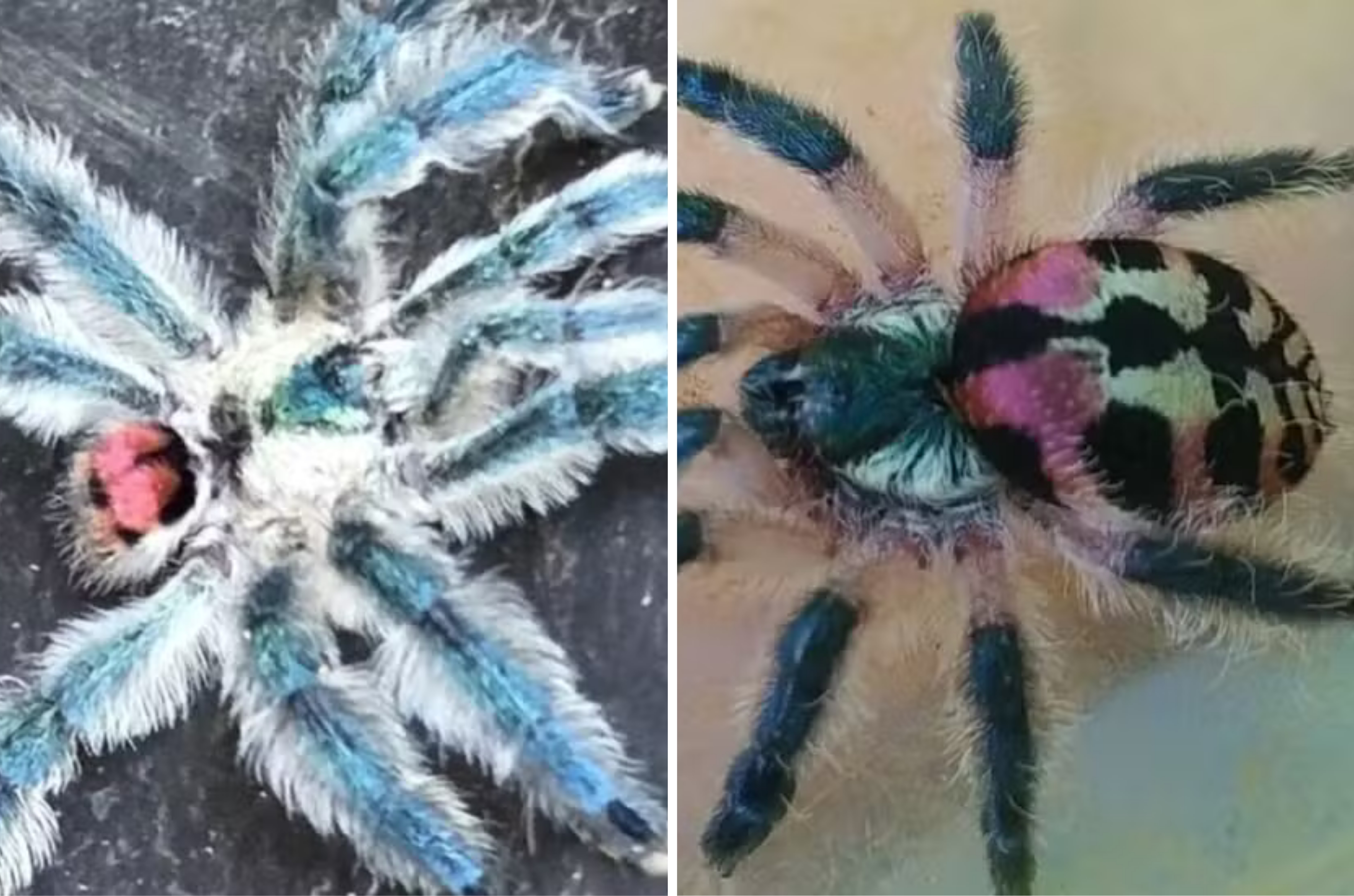 Aranhas “joias” do Brasil viram alvo de tráfico internacional