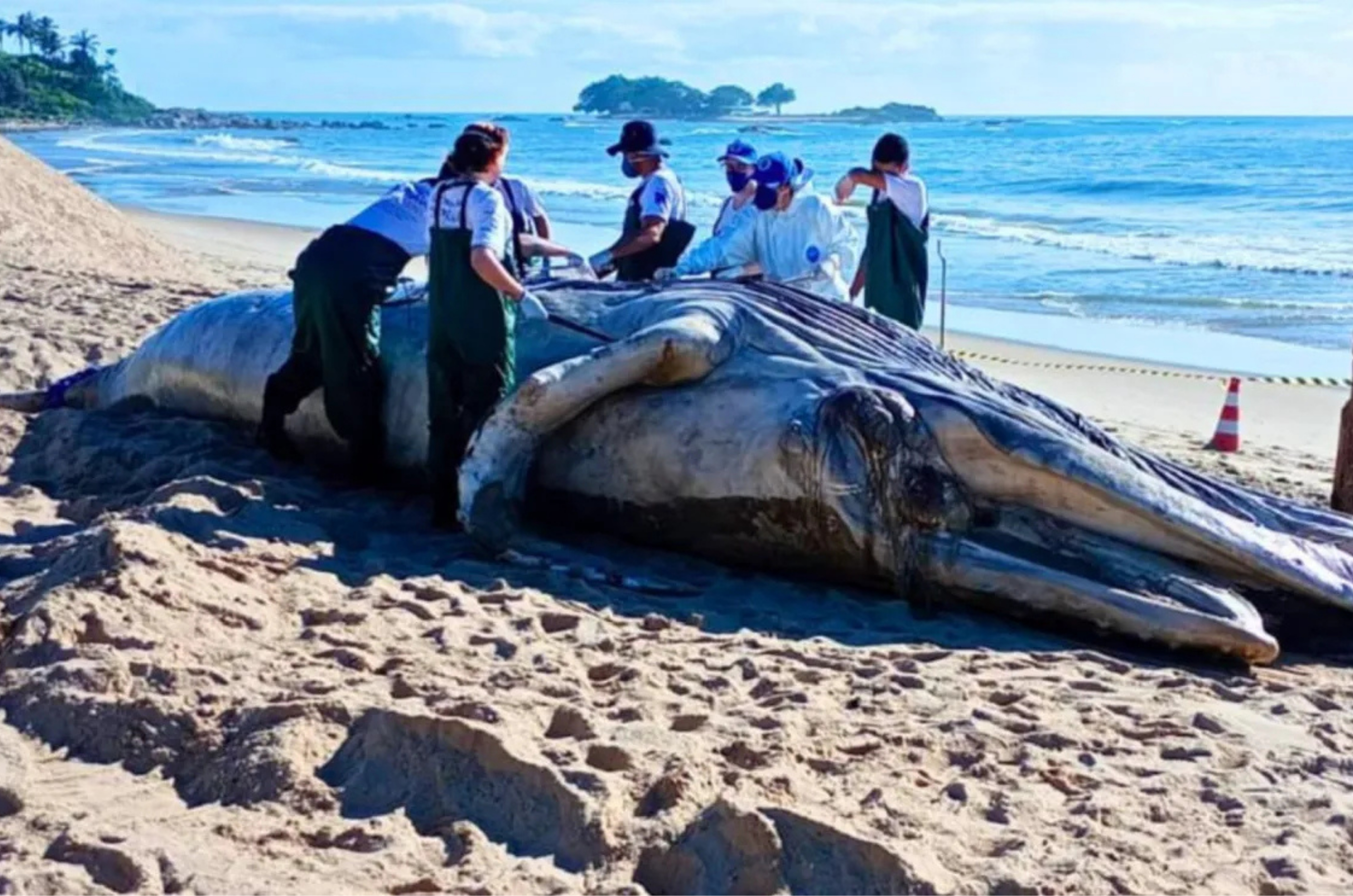 Baleia-jubarte de 7 metros é encontrada morta em praia de Santa Catarina