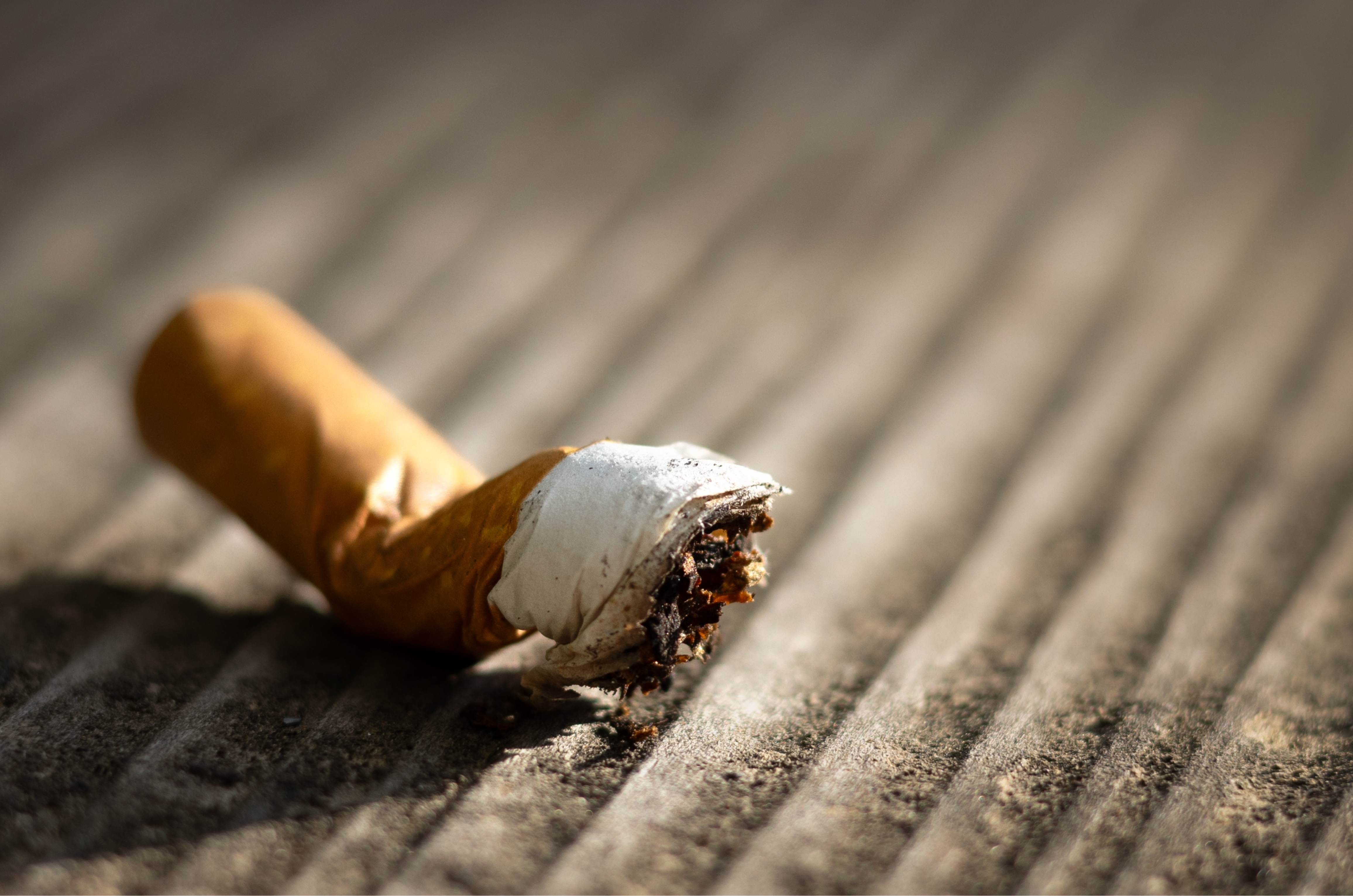 Bitucas dominam o planeta e viram bomba ambiental global