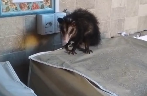 Bombeiros resgatam gambá dentro de residência em São José