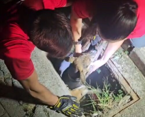 Bombeiros resgatam três cães presos em bueiro em Palhoça