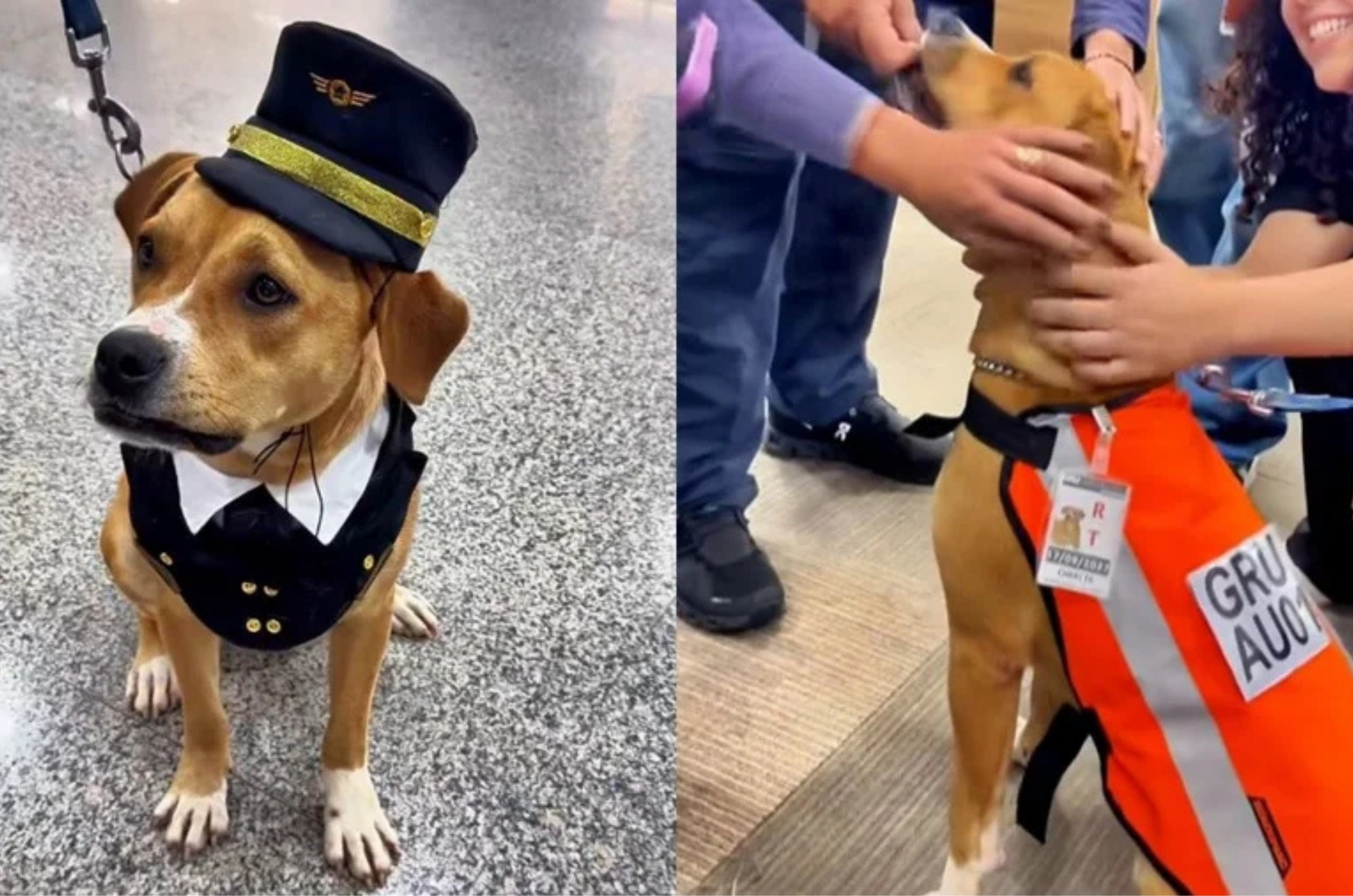 Cadela abandonada vira “funcionária” e emociona aeroporto