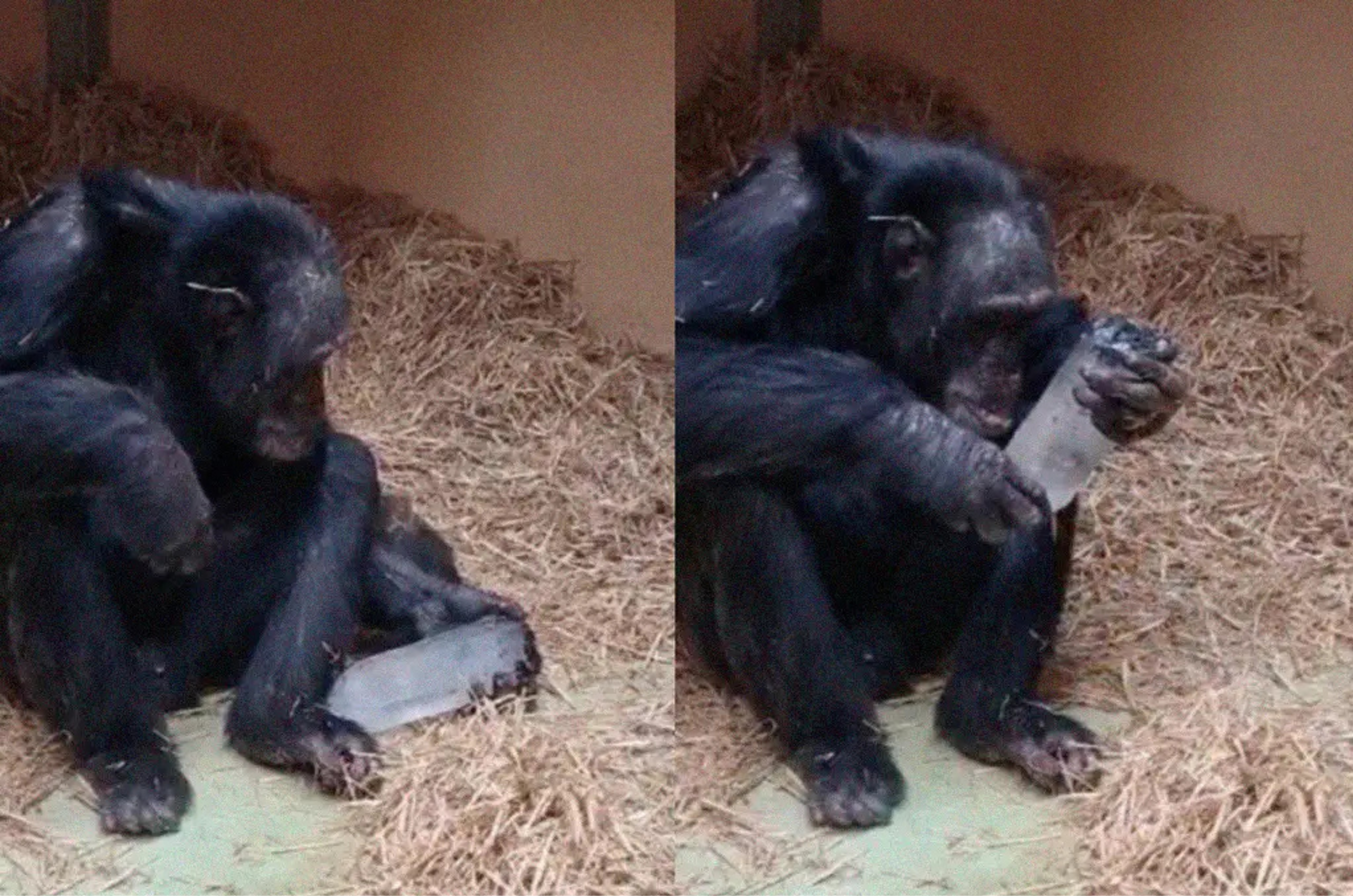 Chimpanzés ficam “hipnotizados” por cristais e descoberta surpreende cientistas