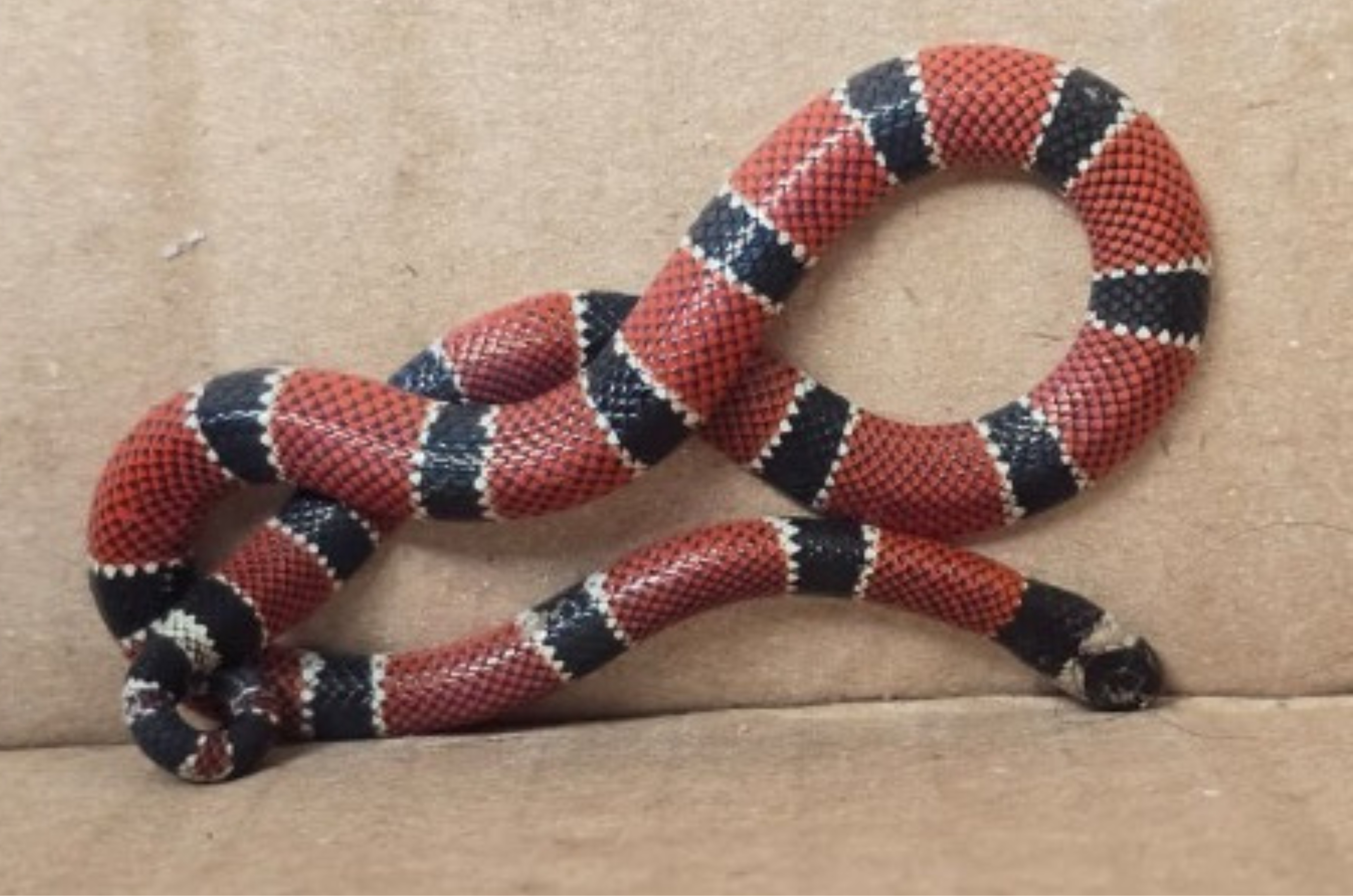 Cobra altamente venenosa é capturada dentro de casa em Florianópolis