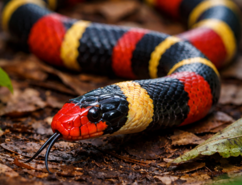 Cobra-coral venenosa é capturada em faculdade de Biguaçu