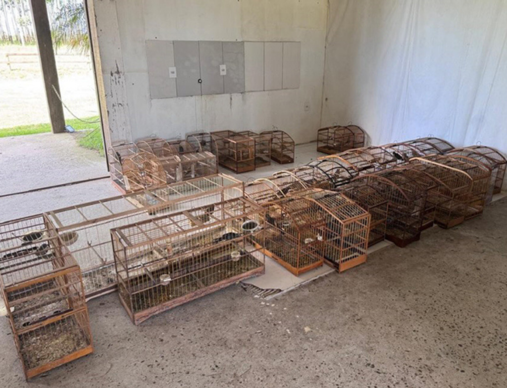 Aves silvestres apreendidas são encaminhadas ao hospital veterinário da Unisul