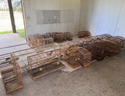 Aves silvestres apreendidas são encaminhadas ao hospital veterinário da Unisul
