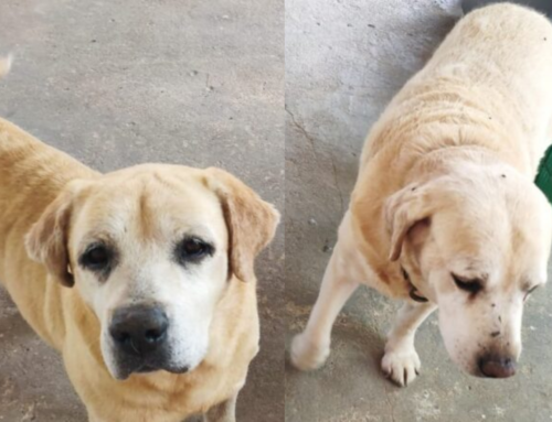 Castramóvel inicia atendimentos em Laguna; veja cronograma