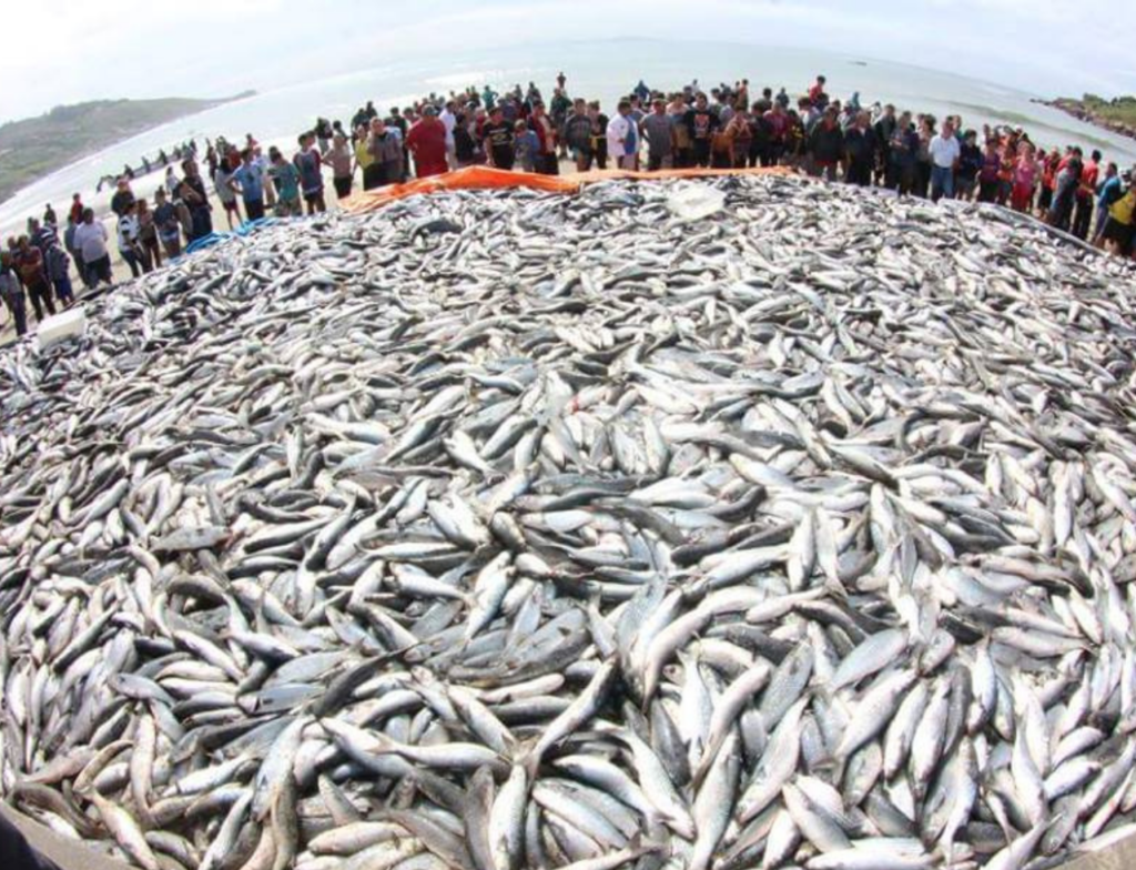 Presidente de associação de pescadores vê avanços em novas regras para pesca da tainha