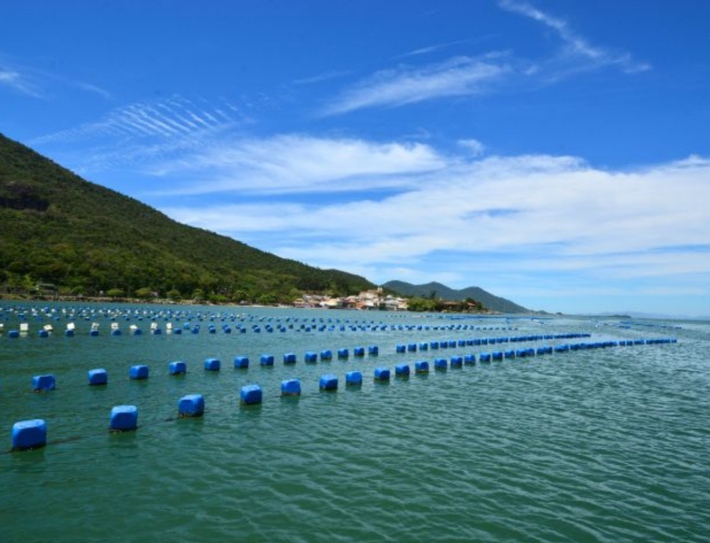 Maricultores de Santa Catarina devem enviar relatório de produção até 31 de março
