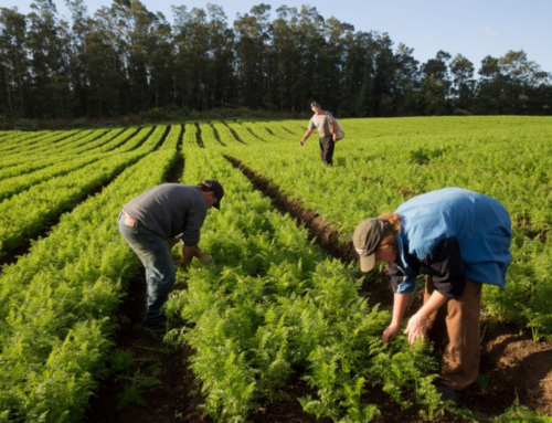 Produtores de Santa Catarina já podem acessar financiamentos para investir no campo