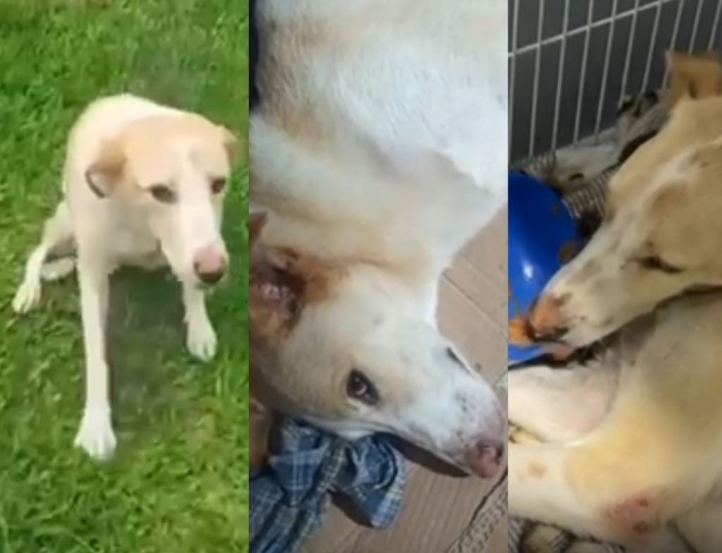 Cão resgatado após maus-tratos em Jaguaruna luta para se recuperar