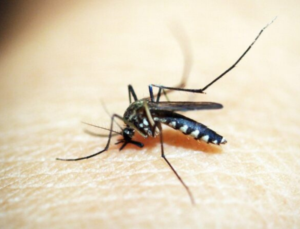 Tubarão registra 157 focos do Aedes aegypti e investiga caso suspeito de dengue