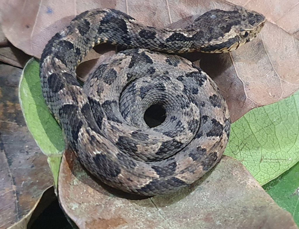 Turista argentino passa mal após picada de cobra em trilha de Imbituba