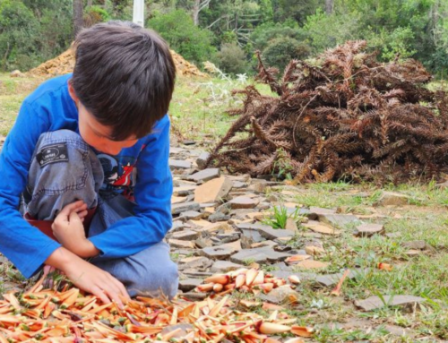 Safra de pinhão em Santa Catarina deve cair 32% em 2026