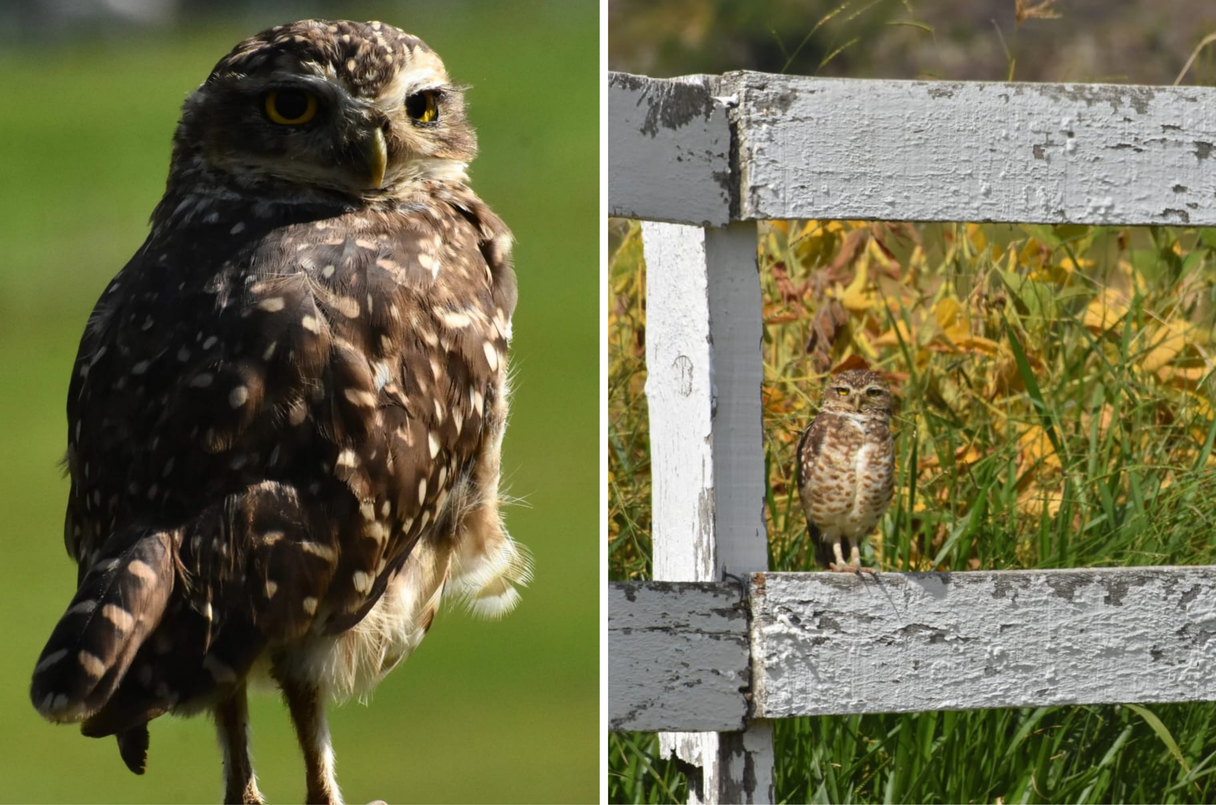 Coruja curiosa observada em lavoura revela alerta ambiental