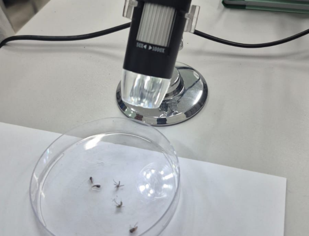 Estudantes aprendem sobre o Aedes aegypti em experiência científica na escola em Florianópolis