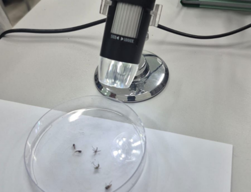 Estudantes aprendem sobre o Aedes aegypti em experiência científica na escola em Florianópolis