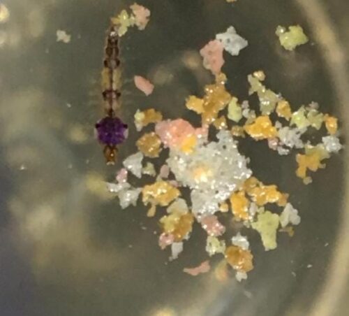 Estudo da UFSC revela que mosquito da malária é formado por cinco espécies