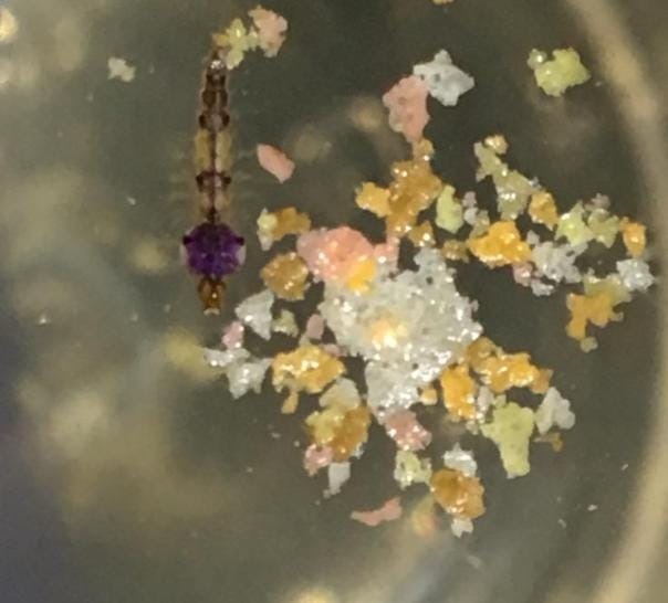 Estudo da UFSC revela que mosquito da malária é formado por cinco espécies