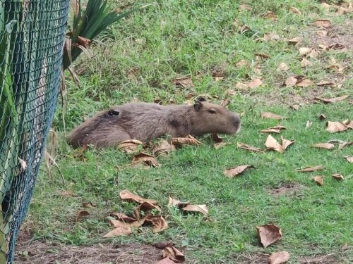 Agressão brutal contra capivara resulta em seis suspeitos presos no Rio de Janeiro