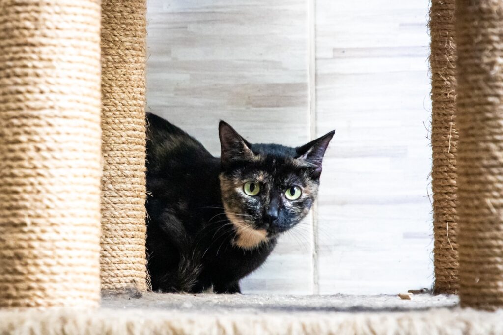 Florianópolis terá mutirão gratuito de castração para gatos