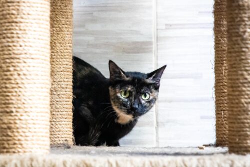 Florianópolis terá mutirão gratuito de castração para gatos