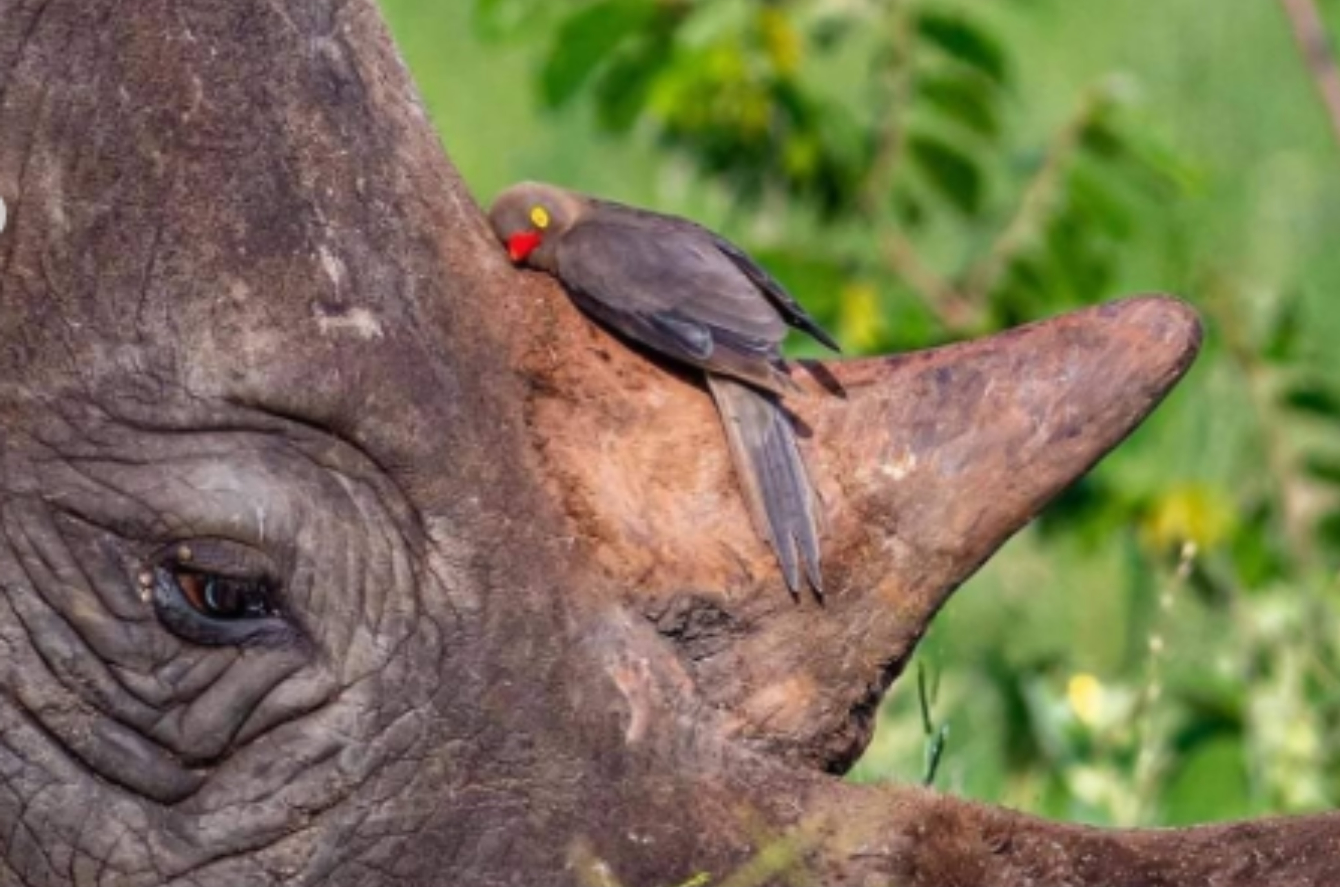 Foto de pássaro dormindo em rinoceronte viraliza e tem explicação curiosa