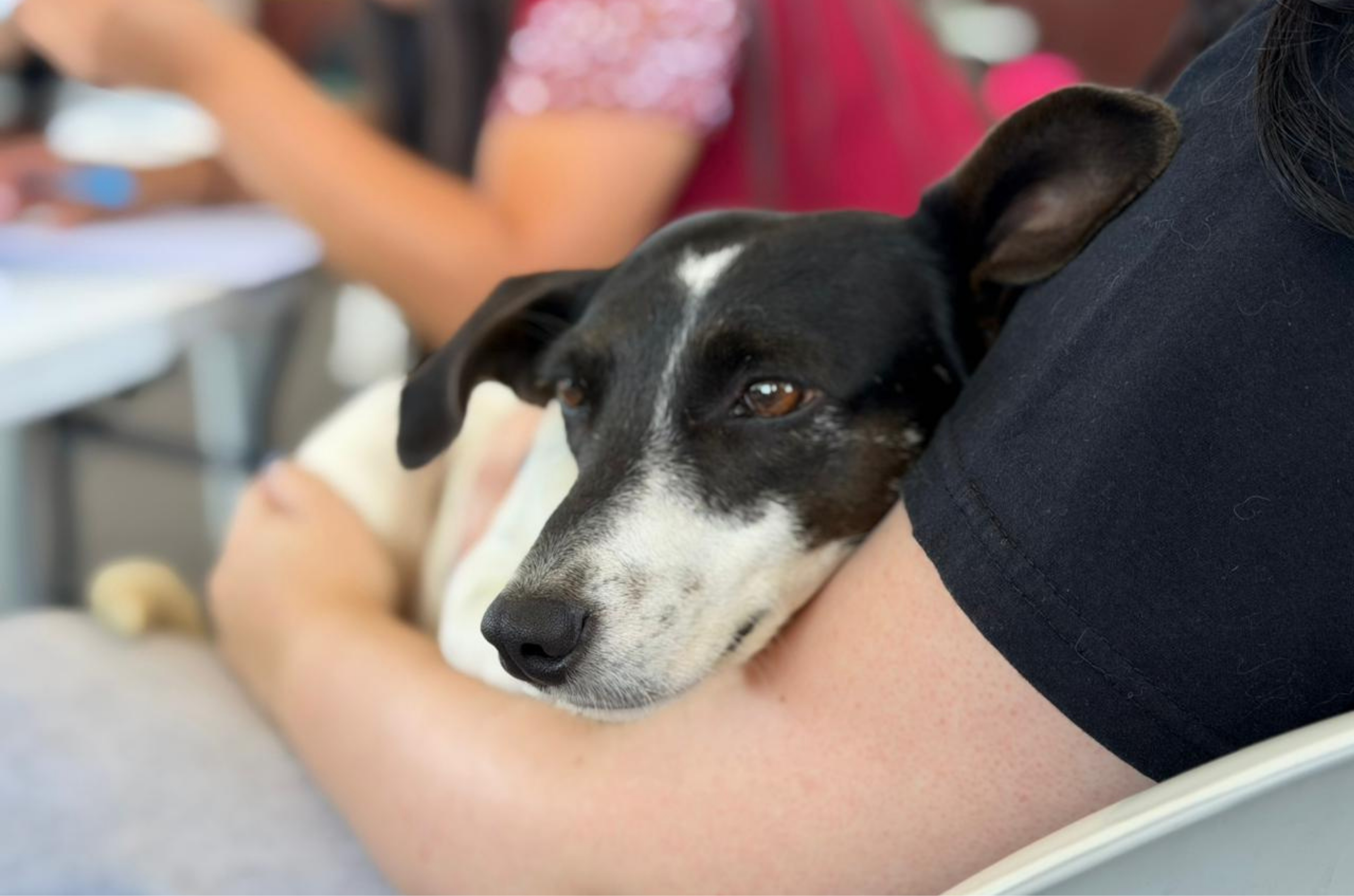 Governador Celso Ramos castra mais de 350 animais em 4 dias