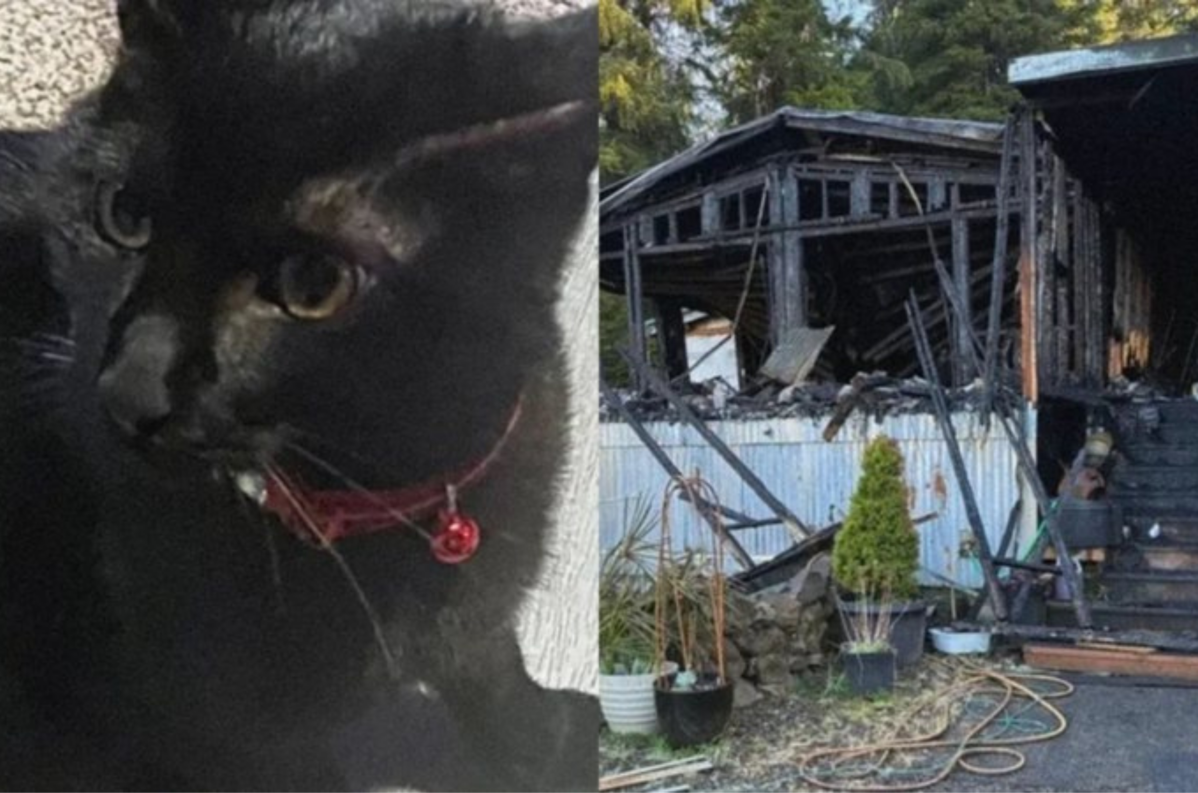 Herói de quatro patas: gato salva tutor de incêndio e morre nas chamas