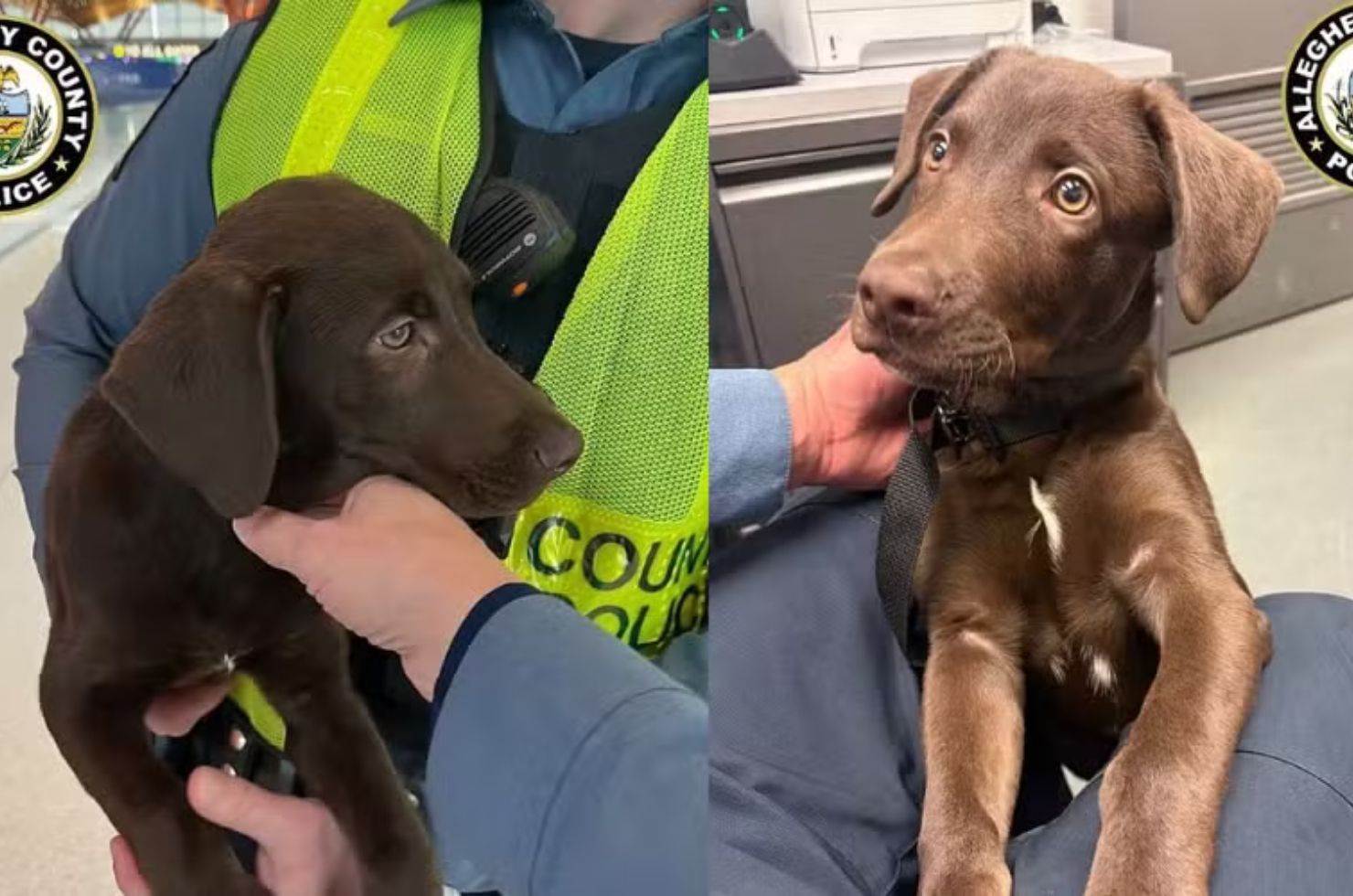 Homem abandona filhote em aeroporto e caso revolta os EUA