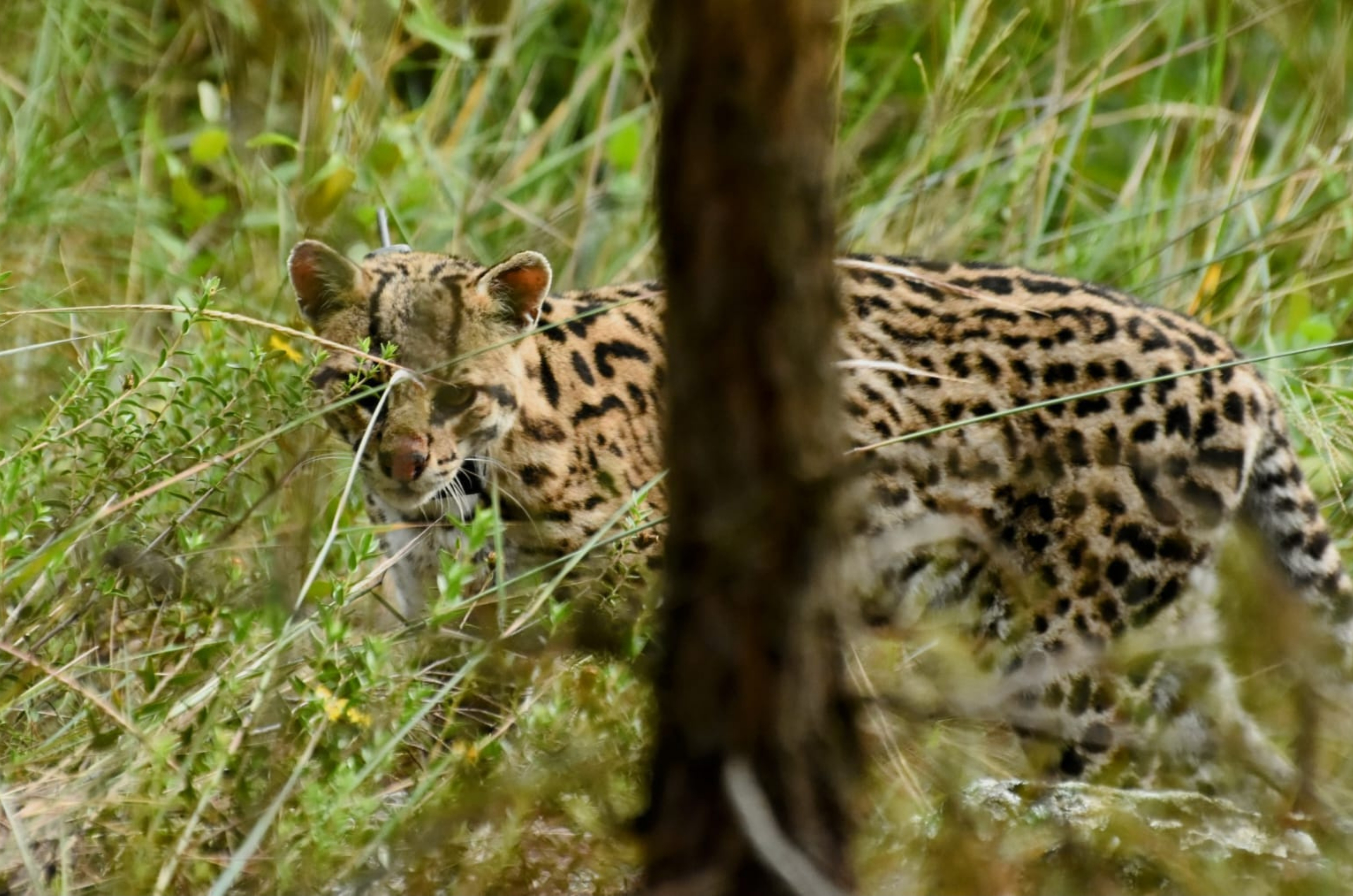 Jaguatirica capturada em estudo ambiental surpreende pesquisadores