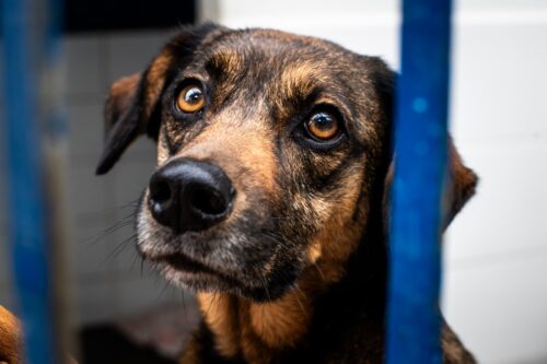 Justiça determina ações urgentes para atendimento de animais em Florianópolis