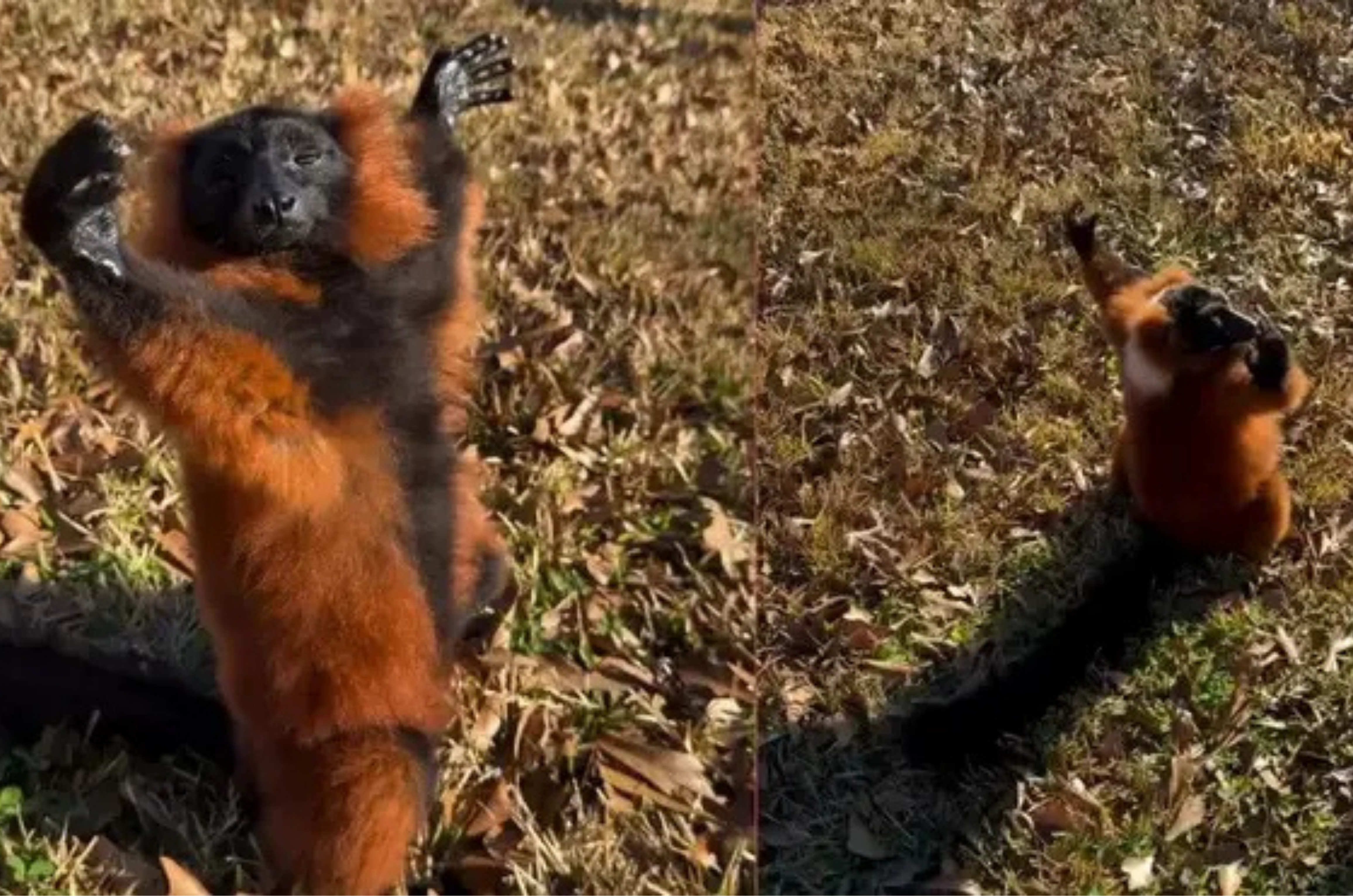 Lêmure “abraçando o sol” viraliza e intriga milhões na internet