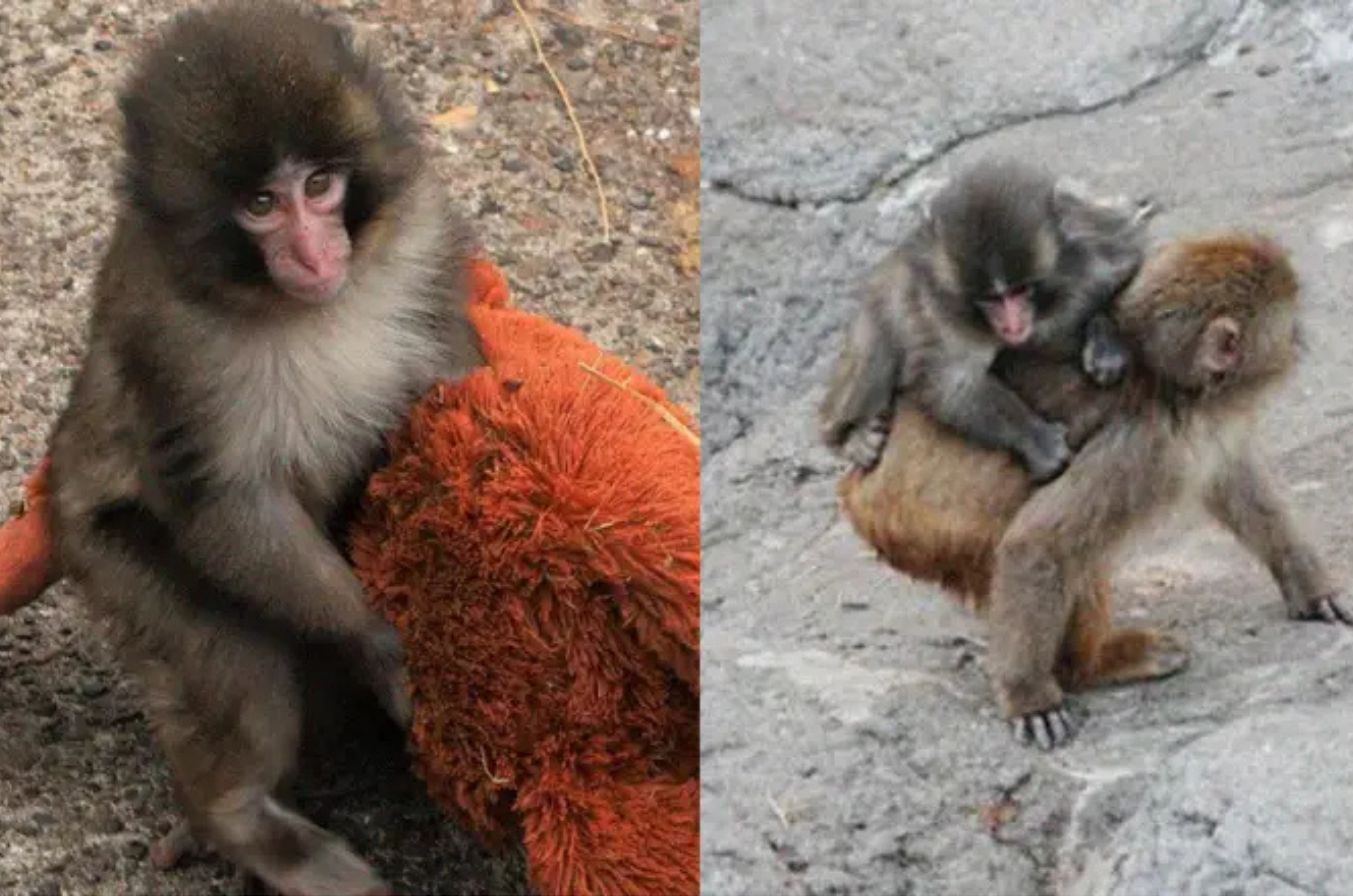 Macaco rejeitado pela mãe viraliza e começa a se integrar ao bando