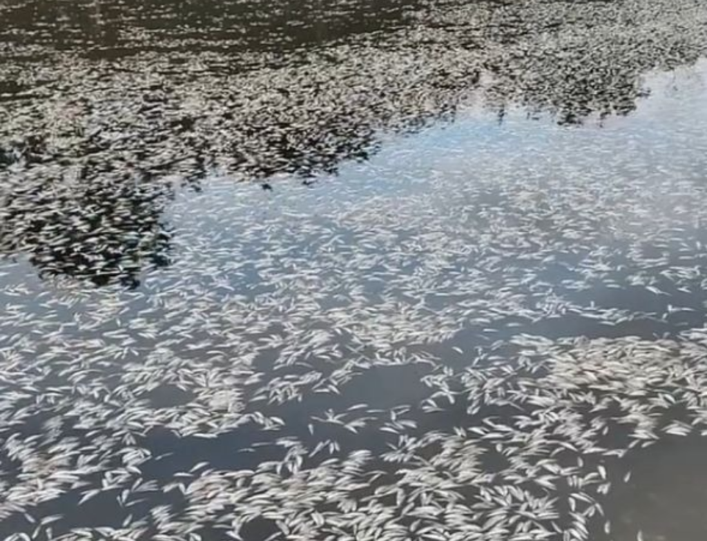 Mortandade de peixes volta a ser registrada em rio de Palhoça