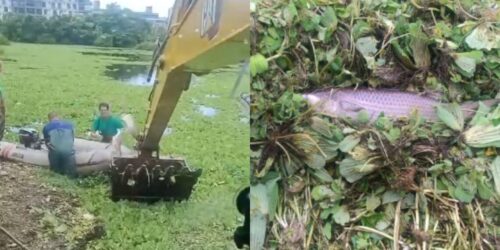 Mortandade de tainhas preocupa moradores em lagoa de Florianópolis