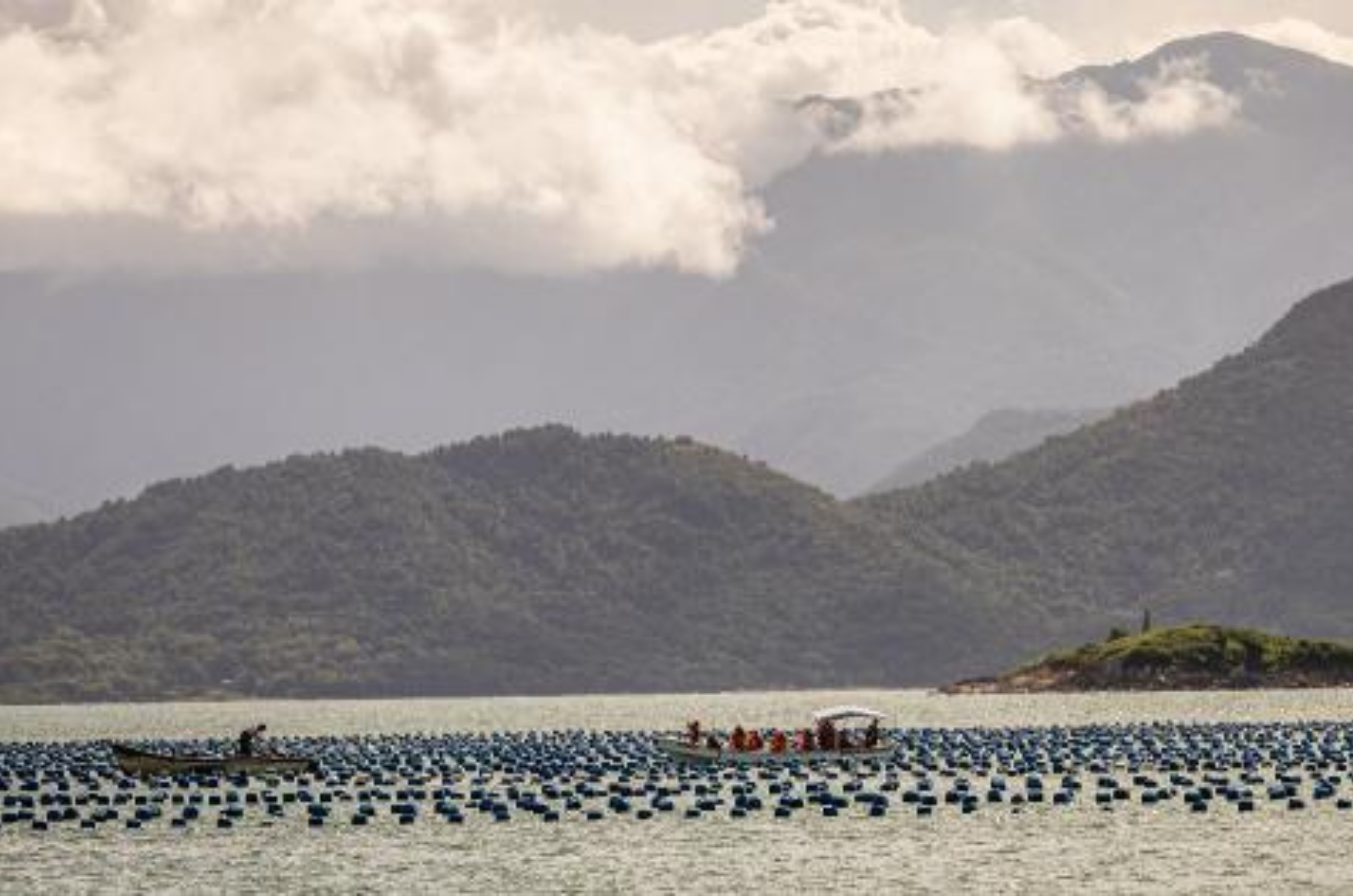 Nova tecnologia promete revolucionar produção de ostras em Santa Catarina