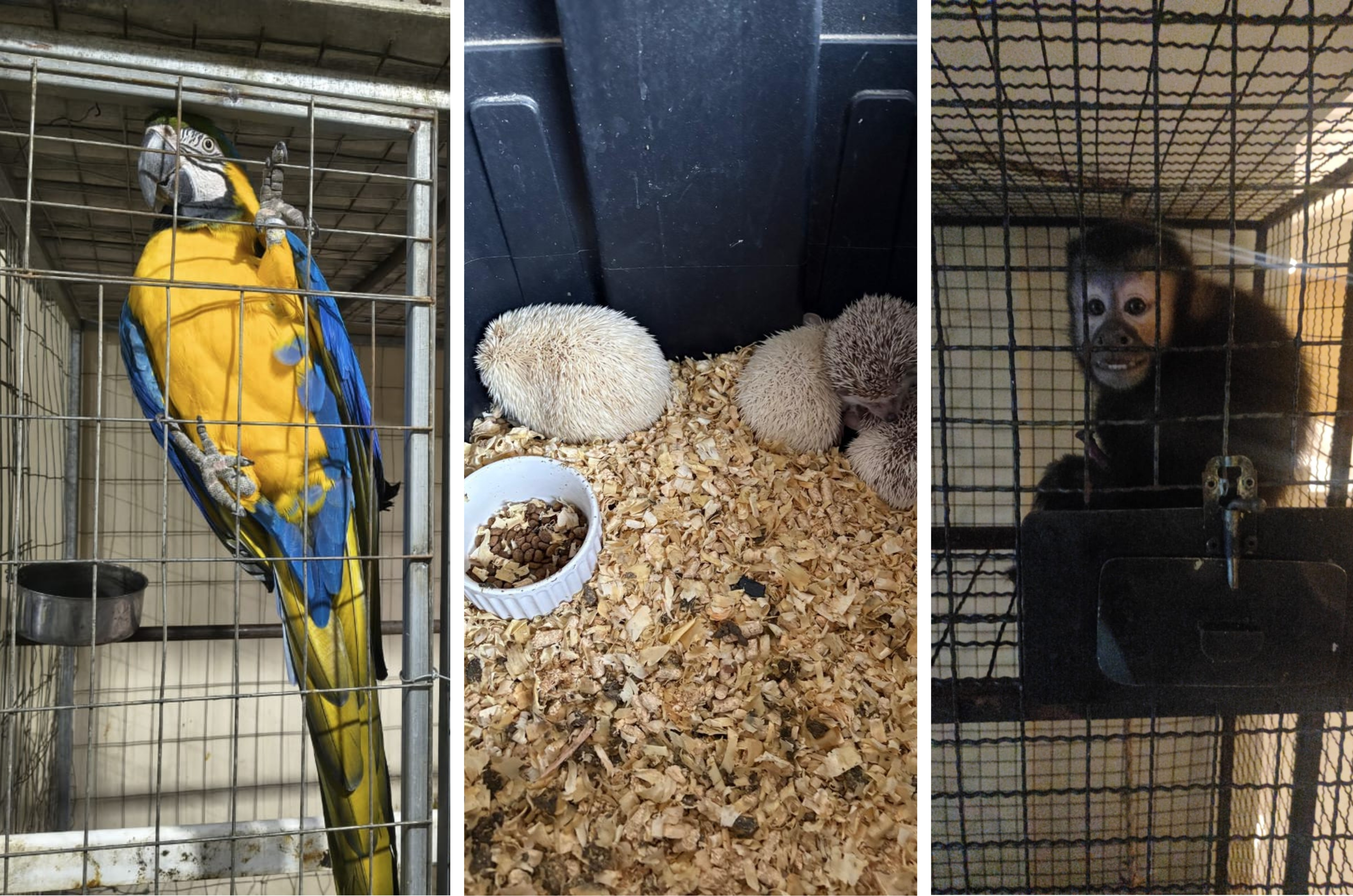 Operação Aruana mira tráfico de animais em cinco estados