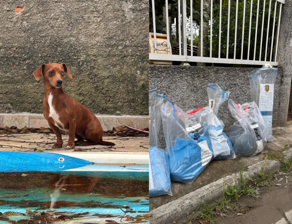 Operação resgata 12 animais e mulher é presa por maus-tratos em Florianópolis