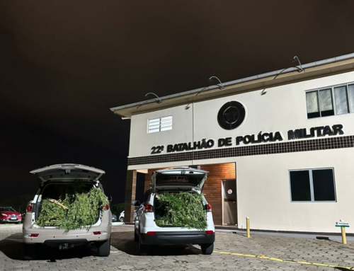 PM apreende pés de maconha em terreno em Florianópolis