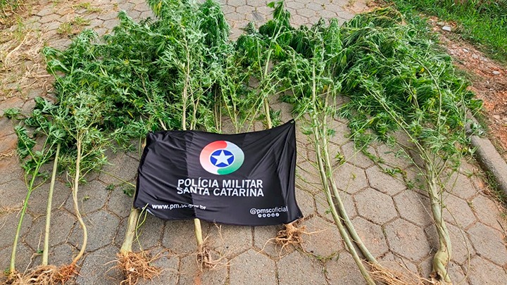 PM encontra plantação de maconha e prende homem em São José