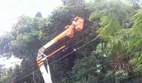 Poda de árvores altera trânsito no Canto da Lagoa em Florianópolis